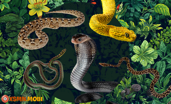 Chiêm bao thấy nhiều rắn có ý nghĩa gì?