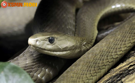 Ngủ mơ thấy giết rắn mang tới điềm báo may rủi gì?