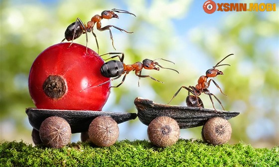 Giải mã bí ẩn các giấc mộng về con kiến