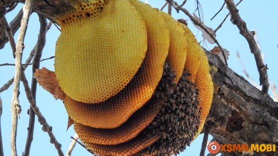 Ý nghĩa các giấc mơ về con ong