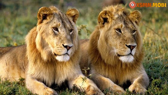 Giấc mơ thấy sư tử muốn báo hiệu may rủi gì?