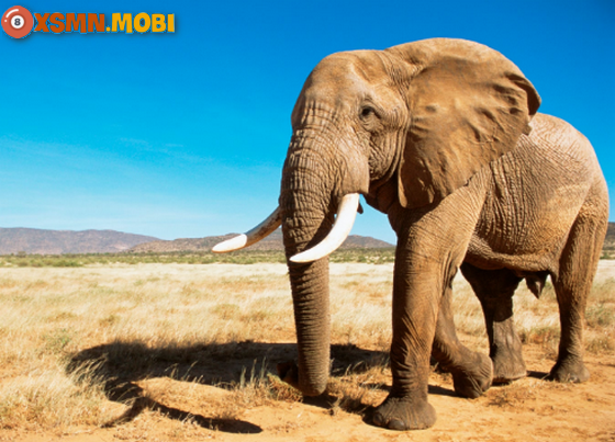 Nằm mơ thấy con voi có điềm báo hên xui gì?