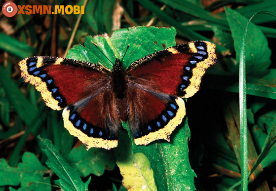 Nằm mơ thấy con bướm có ý nghĩa tâm linh như thế nào?
