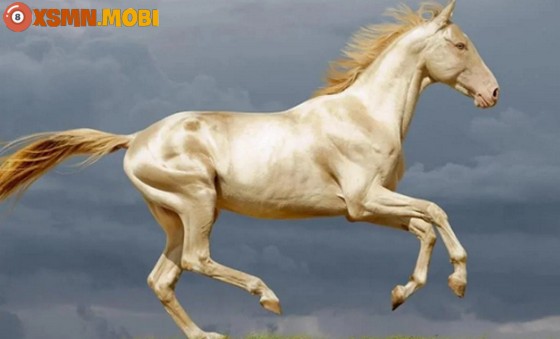 Ngủ mơ thấy ngựa có điềm báo tâm linh như thế nào?
