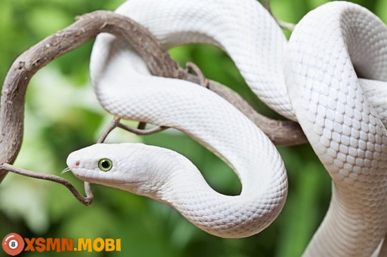 Chiêm bao thấy con rắn trắng dự báo tốt hay xấu?