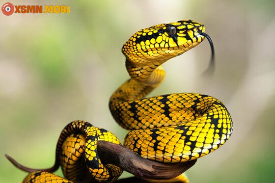 Chiêm bao thấy con rắn màu vàng báo hiệu điềm may hay rủi?