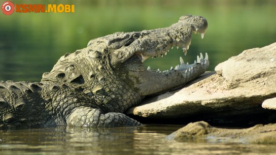 Chiêm bao thấy cá sấu là điềm may hay xui?