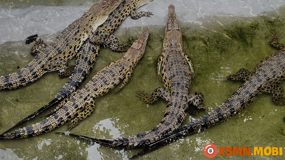 Nằm mơ thấy con cá sấu báo hiệu điều gì?