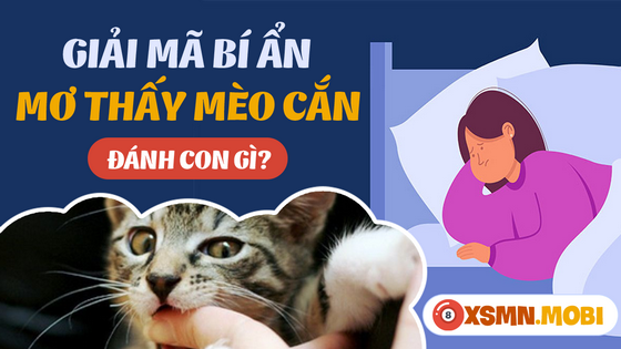 Nên mua con số gì khi nằm mơ thấy mèo cắn?