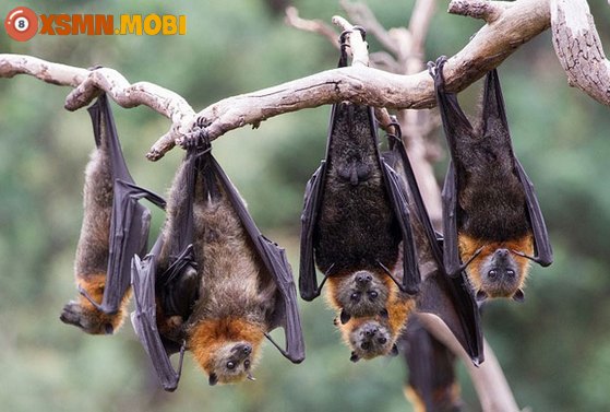 Giải mã điềm báo hiện tượng dơi bay vào nhà theo tâm linh và khoa học